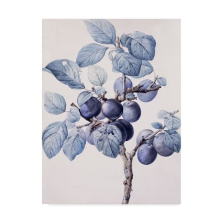 Pierre-Joseph Redoute 'The Branch Of A Plum Tree' Canvas Art,24x32